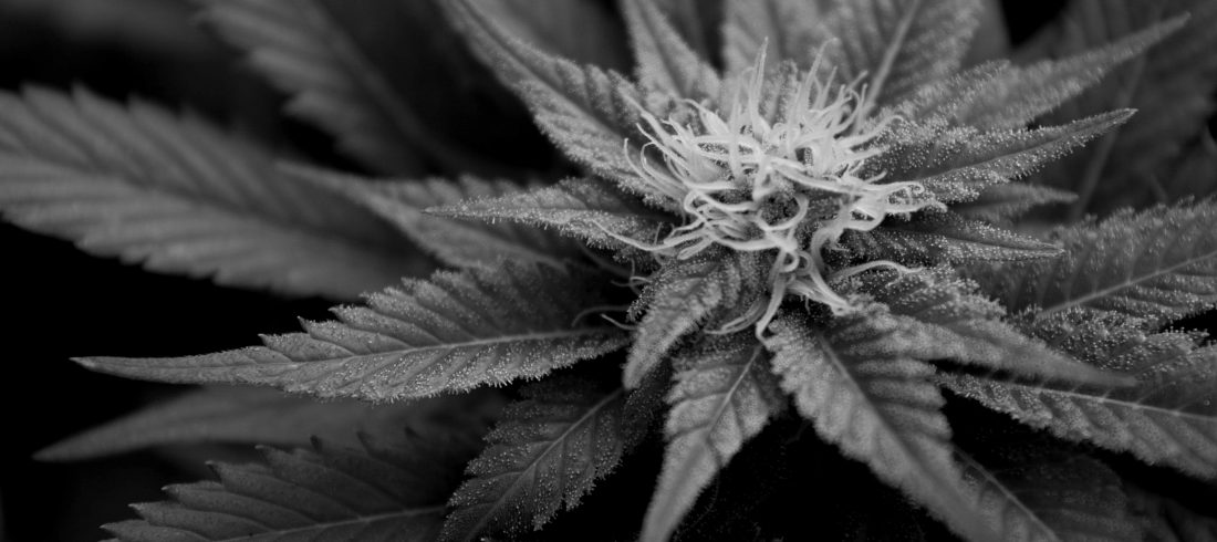 Cannabispflanze Verteidigung im Drogenstrafrecht / Betäbungsmittlelstrafrecht